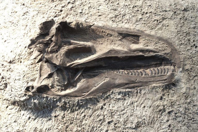dinosaur fossil up close