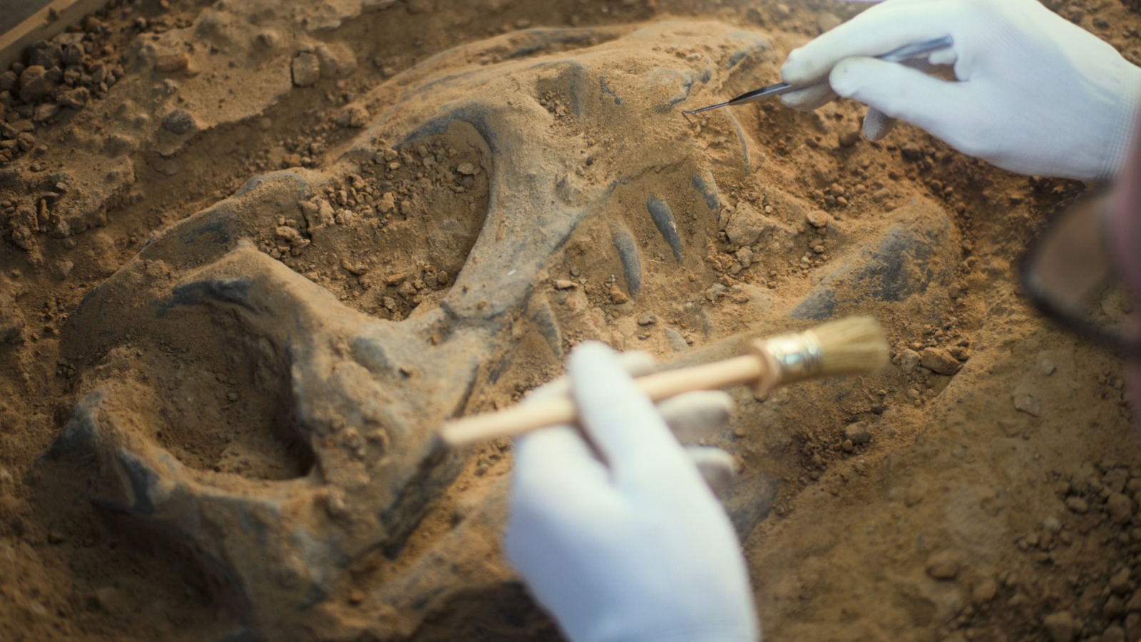 New research shows even dinosaurs got cancer