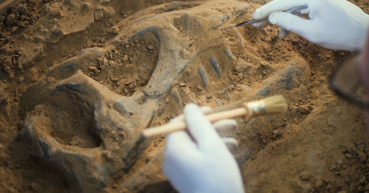 Dinosaur Fossils