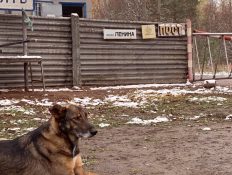 The dogs of Chernobyl may be evolving right before our eyes