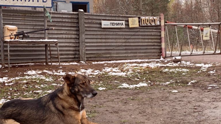 dog in chernobyl exclusion zone