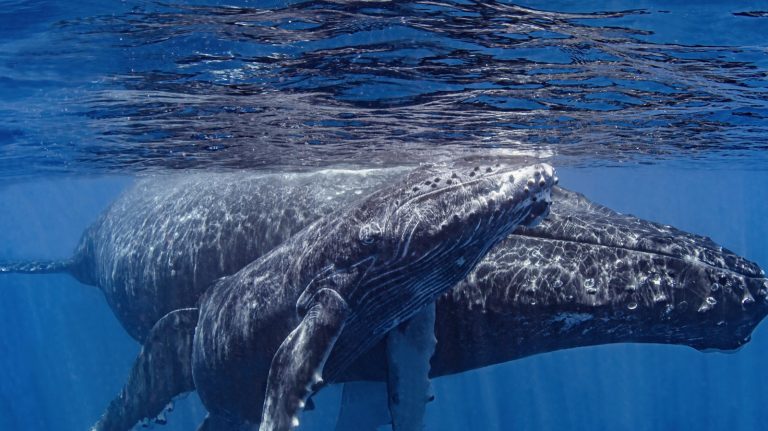 humpback whale mom and calf under the ocean surface