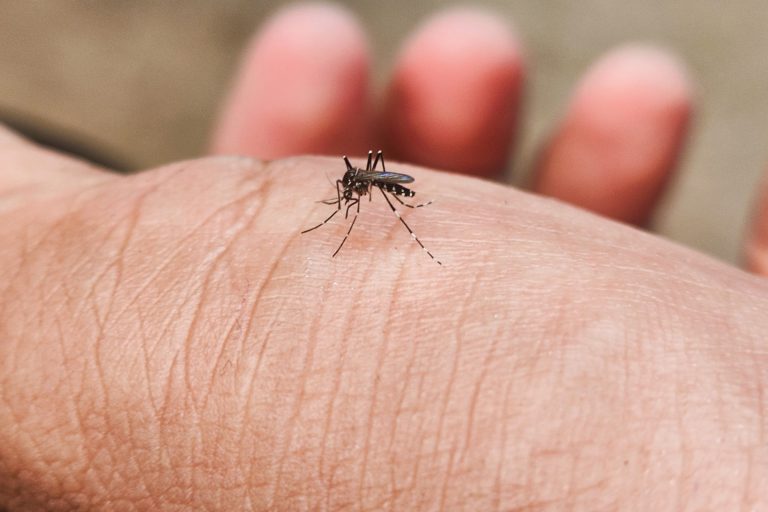 mosquito biting person's hand