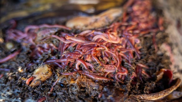 nematode worms in a pile of compost