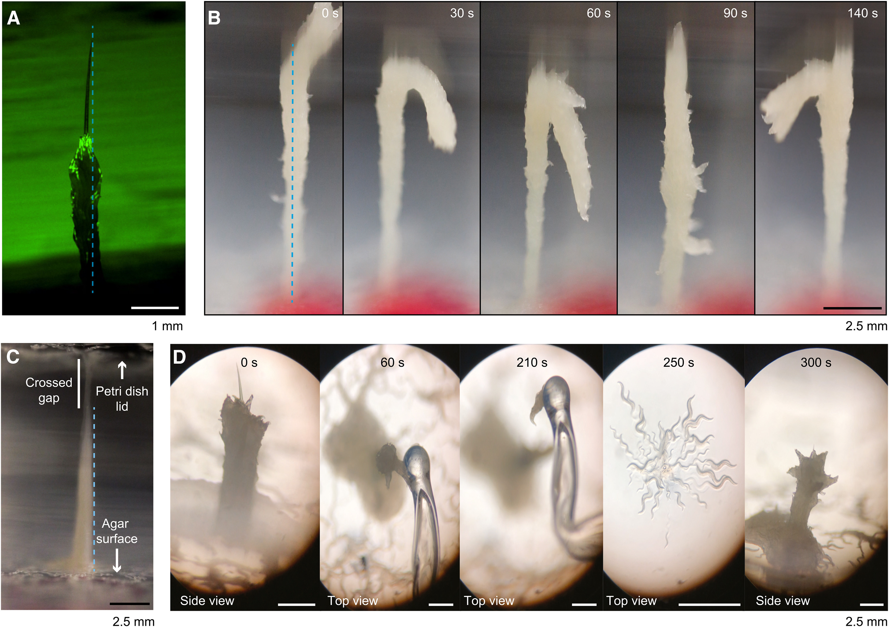 towering superorganism made up of worms